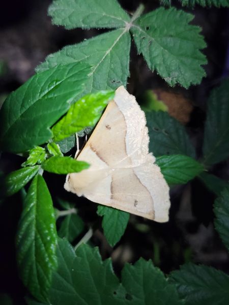 Crocallis elinguaria  - Thomas Lux
