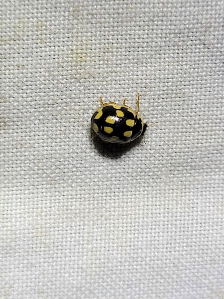 Coccinelle à damier  - Thomas Lux