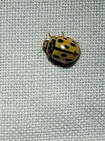 Propylea quatuordecimpunctata  - Thomas Lux