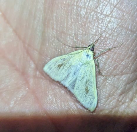 Sitochroa palealis 