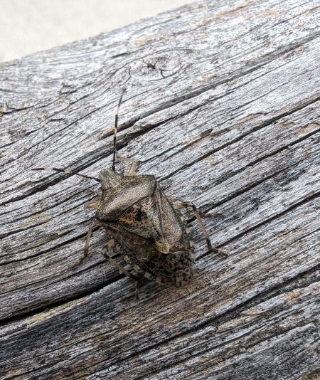 Rhaphigaster nebulosa 