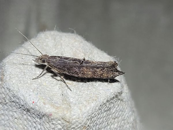 Ypsolopha horridella  - Thomas Lux