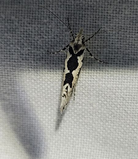 Ypsolopha sequella  - Thomas Lux