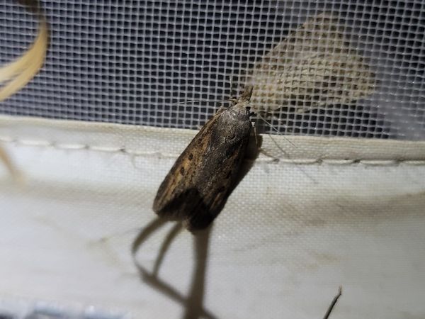 Melissoblaptes zelleri  - Thomas Lux