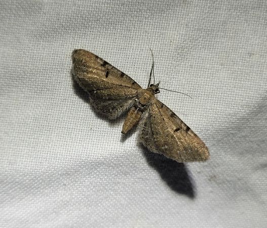 Eupithecia absinthiata  - Thomas Lux