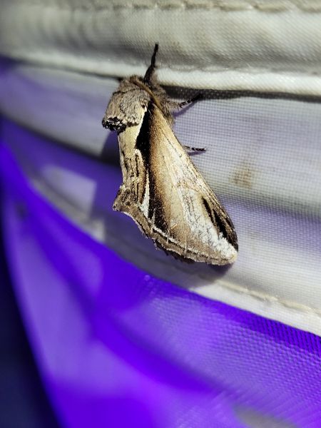 Bombyx dyctéoïde (Faïence)  - Thomas Lux