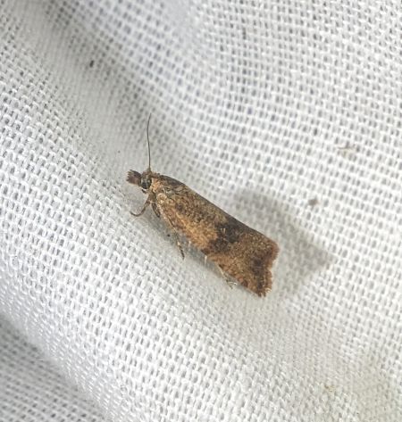 Celypha striana 