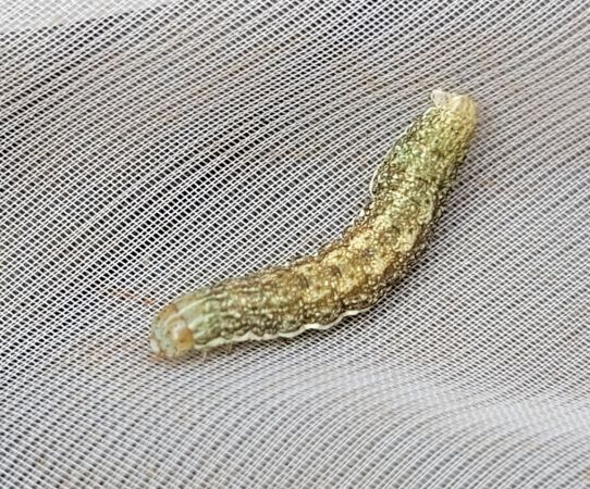 Hecatera bicolorata  - Thomas Lux