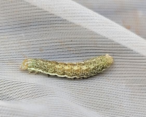 Hecatera bicolorata  - Thomas Lux