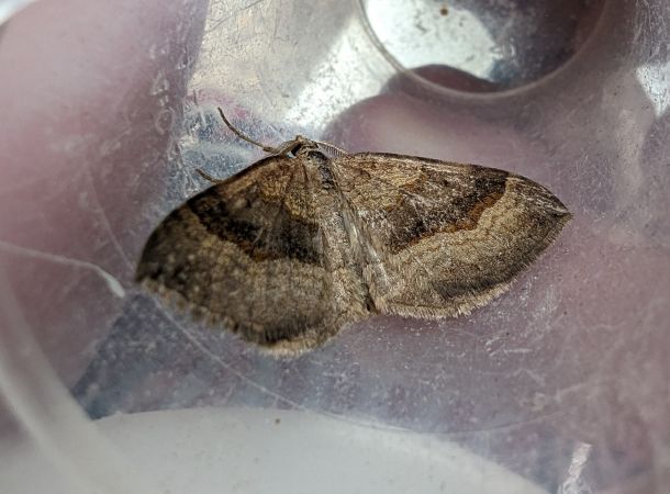 Scotopteryx chenopodiata 