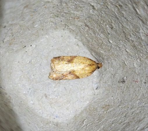 Clepsis consimilana  - Thomas Lux