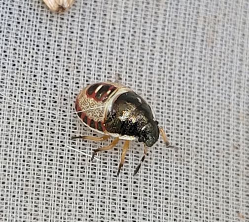 Holcostethus sphacelatus  - Thomas Lux