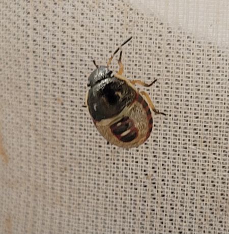 Holcostethus sphacelatus  - Thomas Lux