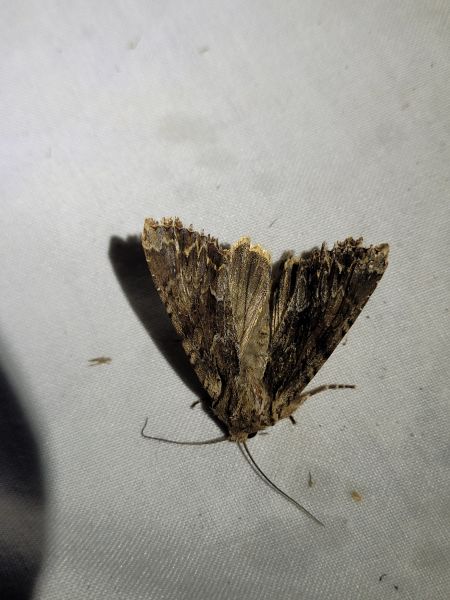 Apamea monoglypha  - Thomas Lux