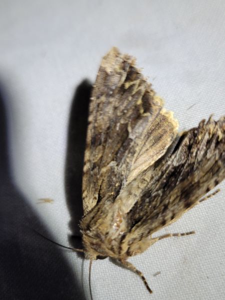 Apamea monoglypha  - Thomas Lux