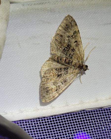 Xanthorhoe quadrifasiata  - Thomas Lux