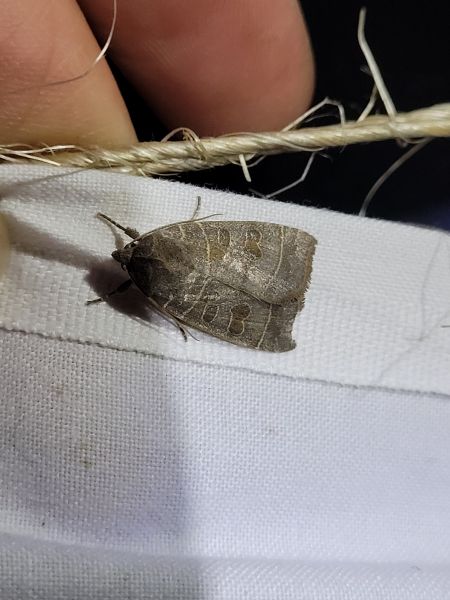 Ipimorpha subtusa  - Thomas Lux