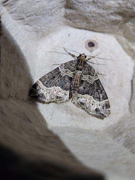Ecliptopera silaceata  - Thomas Lux