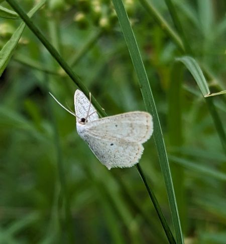 Scopula immutata 