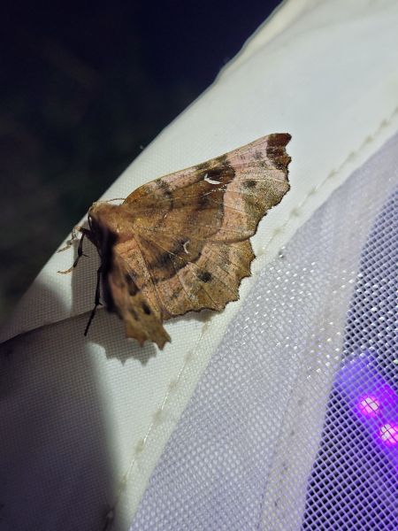 Selenia tetralunaria  - Thomas Lux