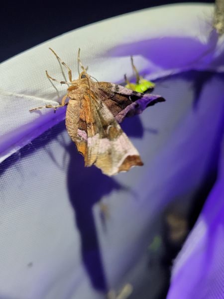 Selenia tetralunaria  - Thomas Lux