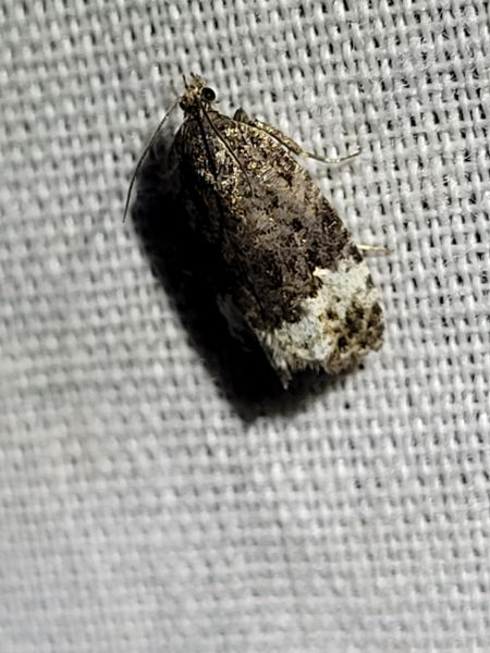 Apotomis sauciana  - Thomas Lux