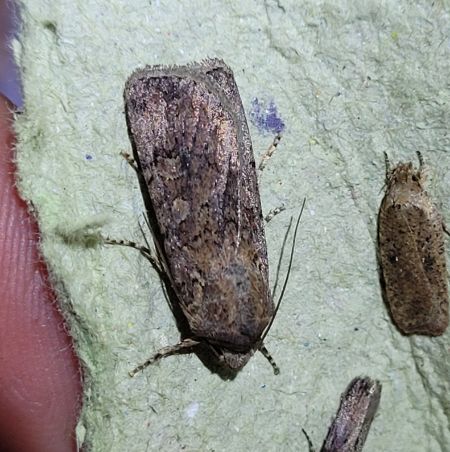 Euxoa nigrofusca  - Thomas Lux