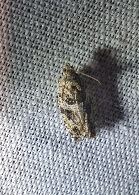 Eudemis profundana 