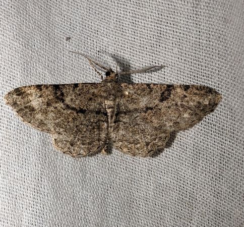 Peribatodes secundaria 