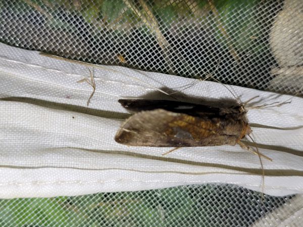 Autographa bractea  - Thomas Lux