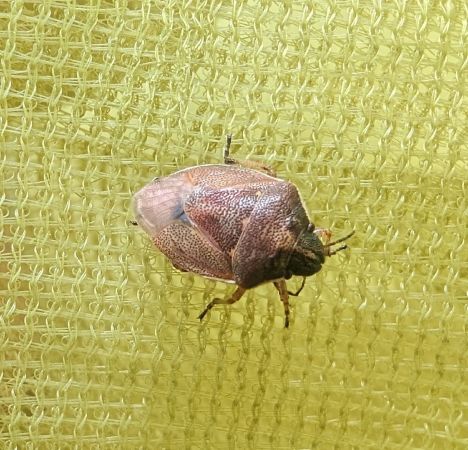 Rubiconia intermedia 
