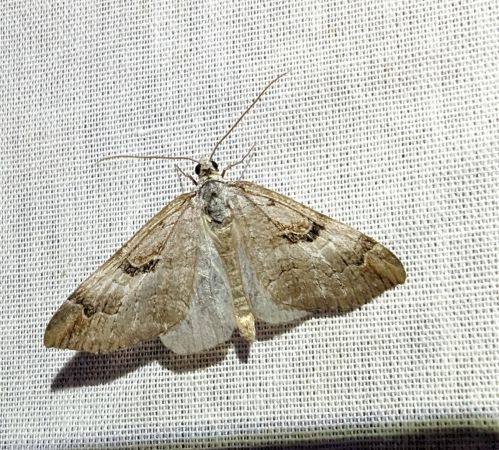 Aplocera praeformata 