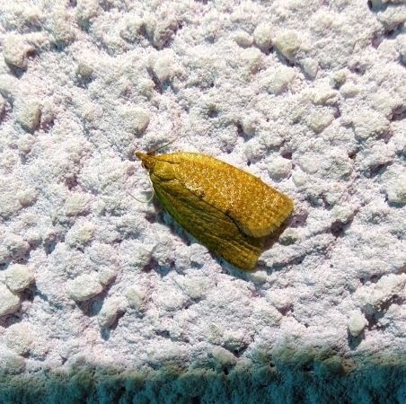 Clepsis consimilana 