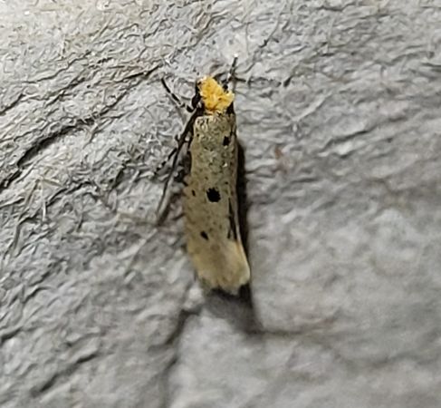 Tinea trinotella  - Thomas Lux