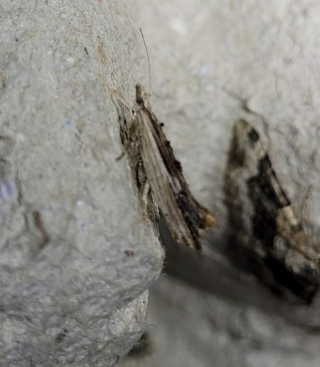 Ypsolopha scabrella  - Thomas Lux