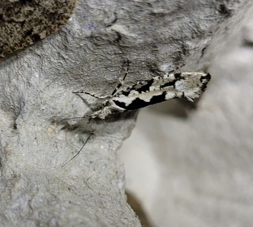 Ypsolopha sequella  - Thomas Lux