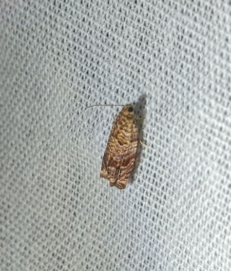 Gypsonoma minutana 