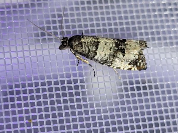 Notocelia incarnatana  - Thomas Lux
