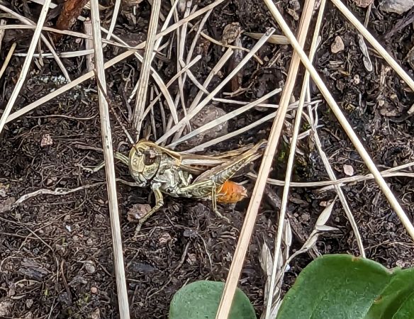Orange-tipped Grasshopper 