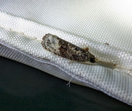Apotomis betuletana 