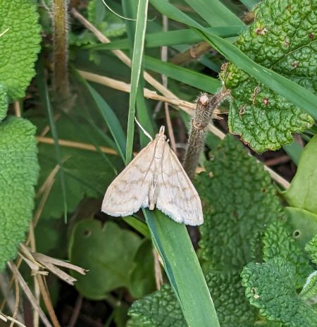 Paracorsia repandalis 