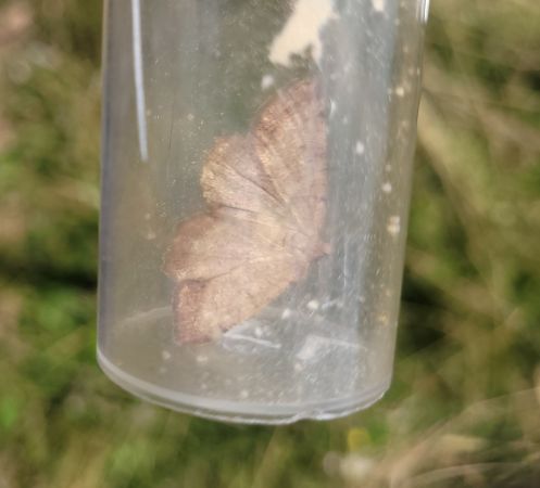Selidosema brunnearia  - Thomas Lux