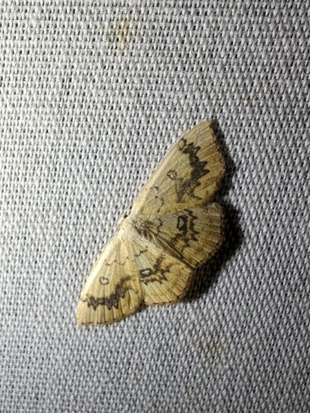 Cyclophora annularia 