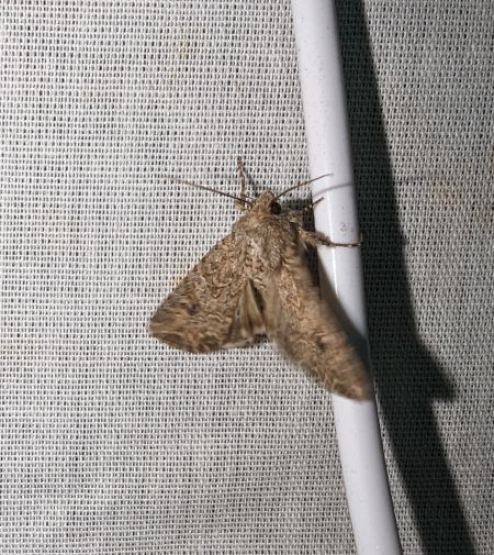 Noctuelle de l'ansérine 