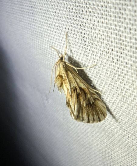 Cynaeda dentalis 
