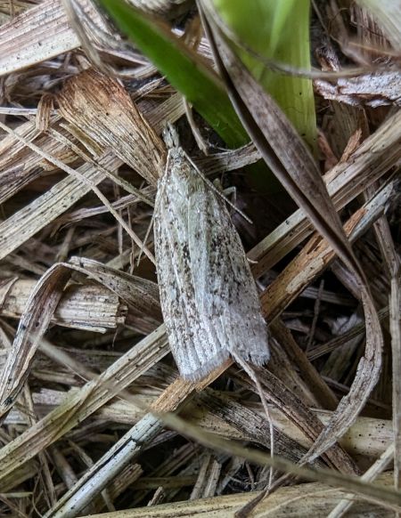 Eudonia pallida 