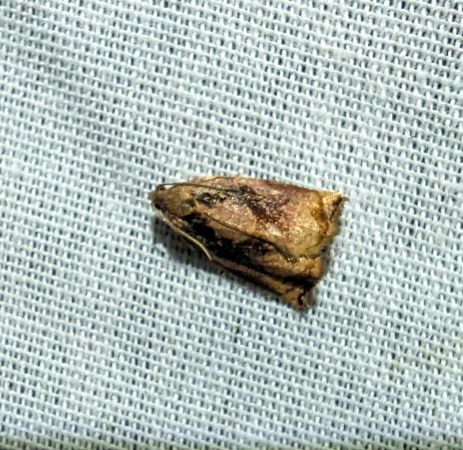 Archips podana 