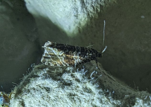 Syricoris rivulana 