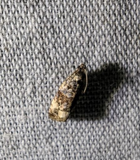 Endothenia sp. 