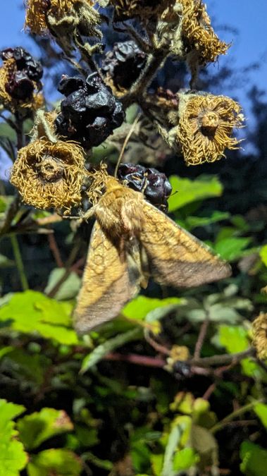 Pyrrhia umbra 